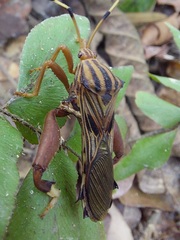 Spathophora
