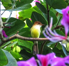 Myiarchus barbirostris