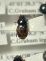 Pardalosus pardalis