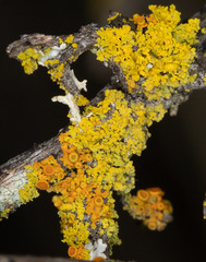Xanthomendoza oregana