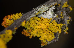 Xanthomendoza oregana