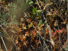 Sedum cespitosum