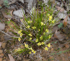 Conostylis aculeata