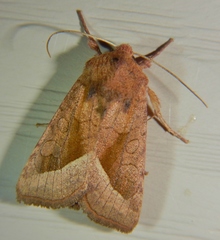 Hydraecia perobliqua