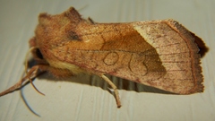 Hydraecia perobliqua