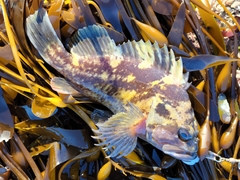 Sebastes chrysomelas