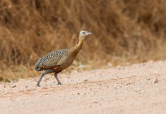 Red-Winged Tinamou photo 3
