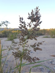 Panicum antidotale