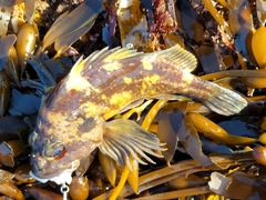 Sebastes chrysomelas