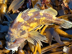 Sebastes chrysomelas