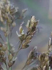 Panicum antidotale