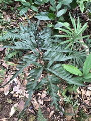 Pteris semipinnata