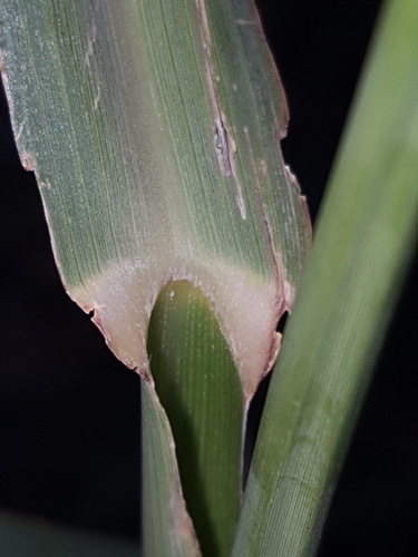 Janochloa antidotalis