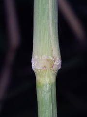 Panicum antidotale