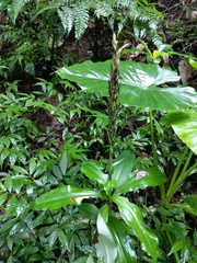 Habenaria pantlingiana