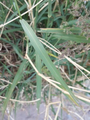 Panicum antidotale