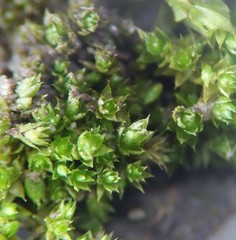 Bryum dichotomum