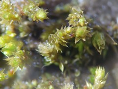 Bryum dichotomum