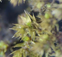 Bryum dichotomum