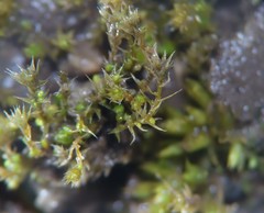 Bryum dichotomum