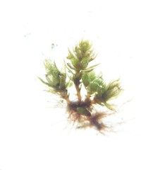 Bryum dichotomum