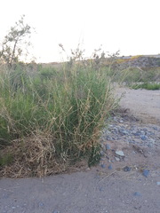 Panicum antidotale