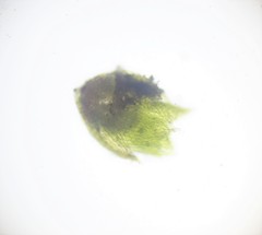Bryum dichotomum