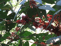 Urera caracasana
