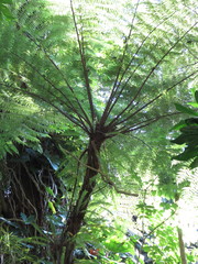 Cyathea fulva
