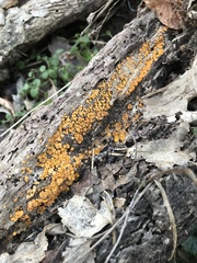 Bispora