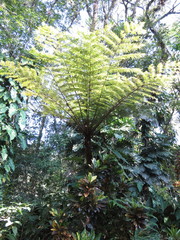 Cyathea fulva