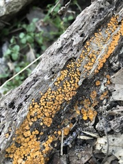 Bispora