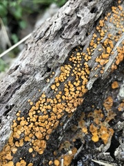Bispora