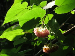 Dombeya × cayeuxii