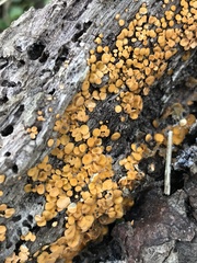 Bispora