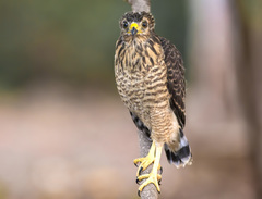 Rupornis magnirostris