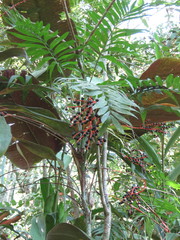 Chamaedorea radicalis