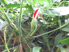 Philodendron sagittifolium