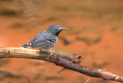 Hypocnemoides maculicauda