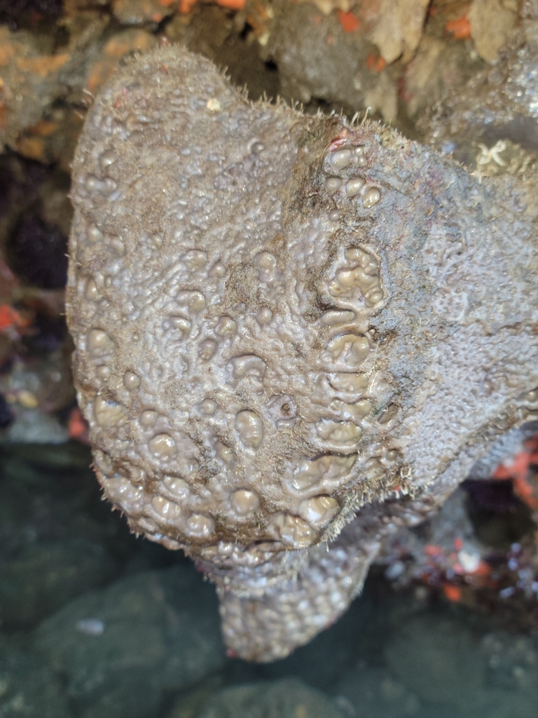 gray moon sponge