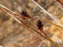 Carex traversii