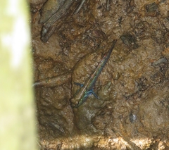 Periophthalmodon septemradiatus