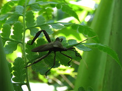 Acanthocephala heissi
