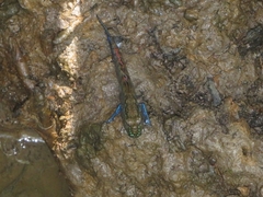 Periophthalmodon septemradiatus