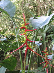 Heliconia schiedeana