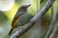 Hypocnemis ochrogyna