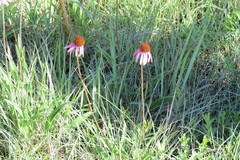 Echinacea atrorubens