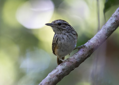 Hypocnemis ochrogyna