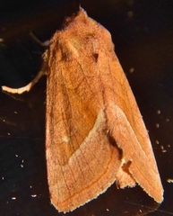 Hydraecia perobliqua