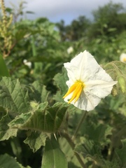 Solanum hieronymi
